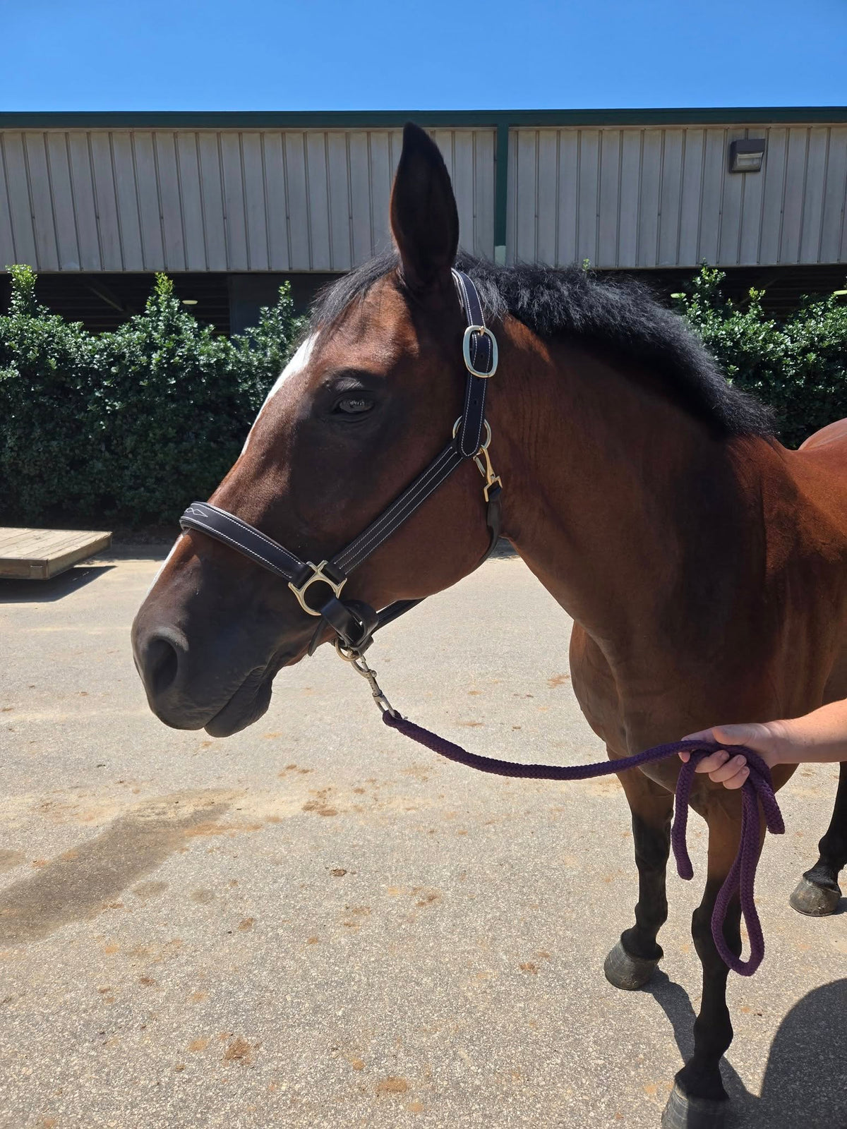 Stable