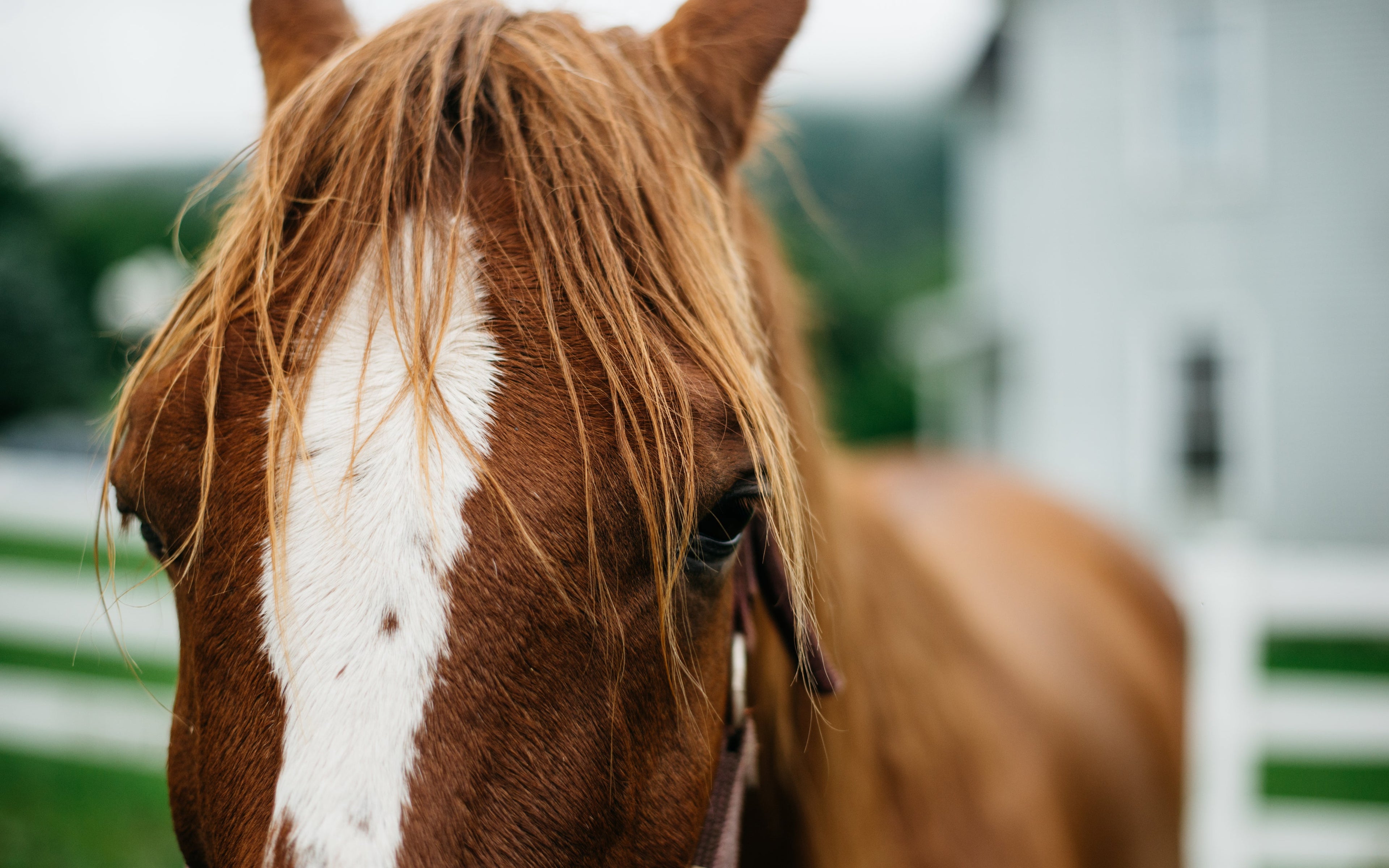 Horse Care